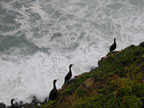 Thumbnail photo of seabirds at Southwest Point.