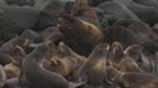 Thumbnail photo of northern fur seal harem.