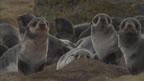 Thumbnail photo of northern fur seal pups.