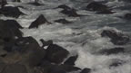 Thumbnail photo of northern fur seals in the waves.