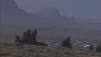 Thumbnail photo of silhouette of northern fur seals with High Bluffs in the background.