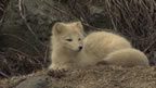 Thumbnail photo of white fox.