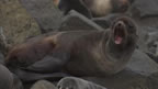 Thumbnail photo of yawning northern fur seal.