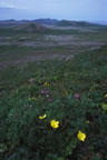 Thumbnail photo of wildflowers.