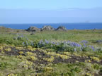 Thumbnail photo of yellow and blue wildflowers.