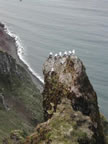 Thumbnail photo of kittiwakes perched on a rocky tower.