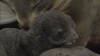 Thumbnail photo of newborn northern fur seal pup with its mother.