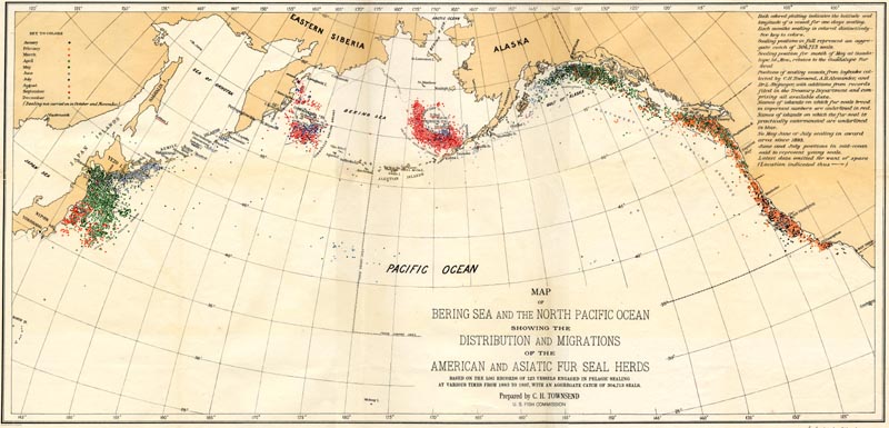 Map of the Distribution and Migrations of the American and Asiatic Fur Seal Herds from 1899.