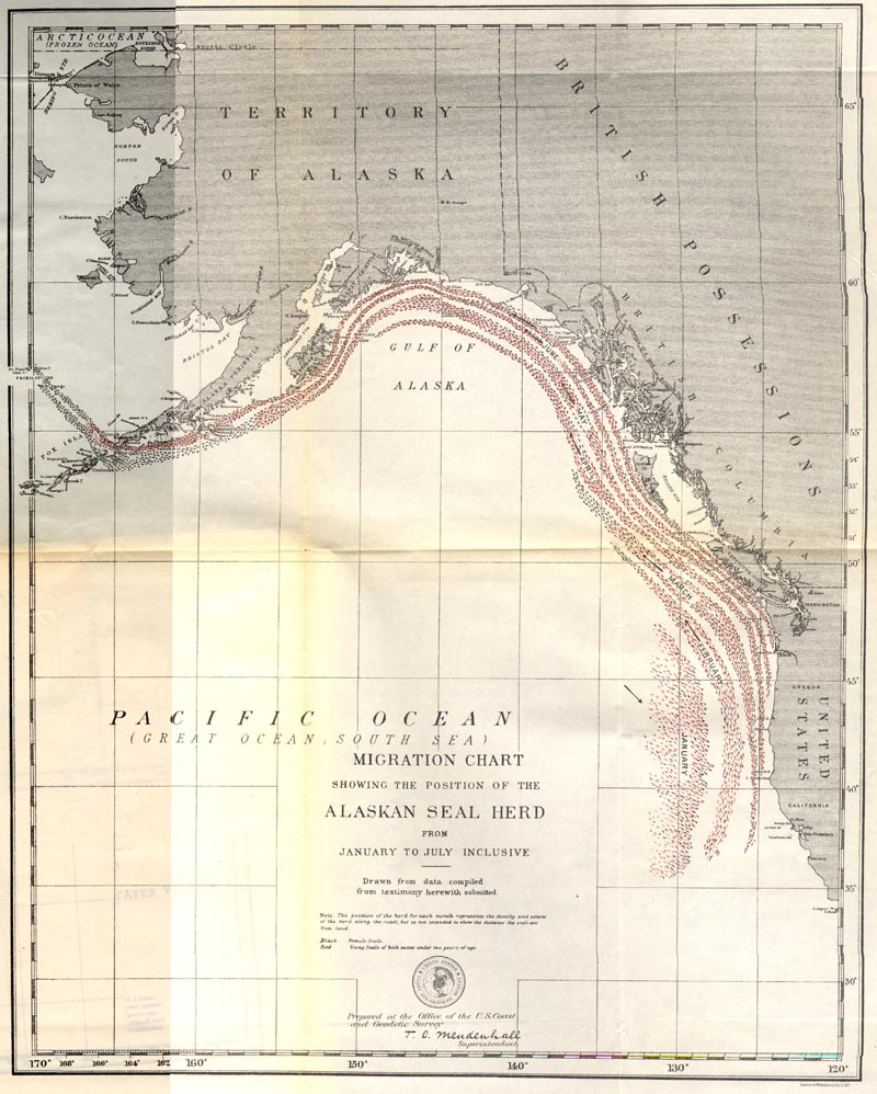Map of Northern Fur Seal Migration Chart.