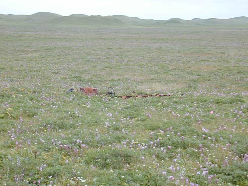 Photo of vehicle carcass in flowering field at the Little Polovina Boneyard.