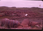 Thumbnail photo of "Avenue of Barrels" at the Oil Drum Dump Site showing piles of empty rusting barrels.