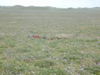 Thumbnail photo of vehicle carcass in flowering field at the Little Polovina Boneyard.