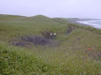 Thumbnail photo of patch of dirt along a grassy hillside.