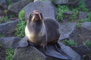 Photo of seal.