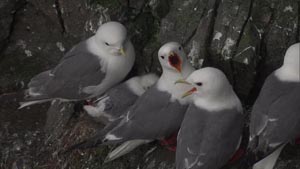red-legged kittiwakes perched on cliffs