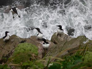 Photo of black and white birds sitting on rocks.