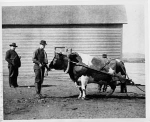 Photo of two men with a large ox.