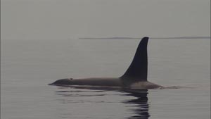 Photo of orca.