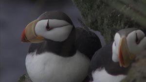 Close-up view of two horned puffins