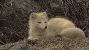 Photo of white fox.