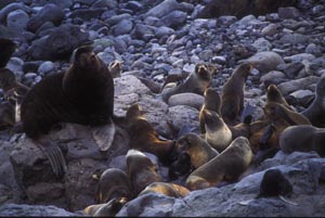 Photo of a group of seals on rocks.